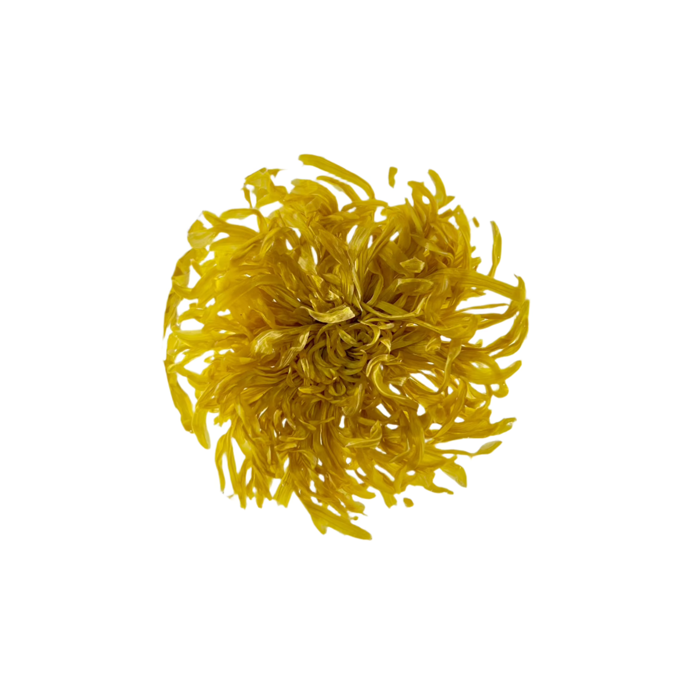 Golden Royal Chrysanthemum 金絲皇菊