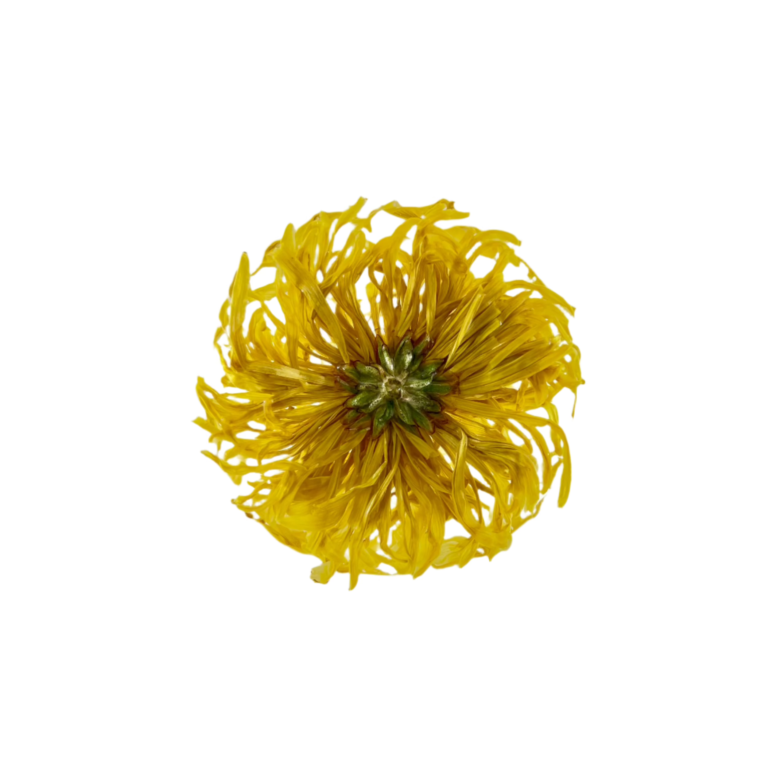 Golden Royal Chrysanthemum 金絲皇菊