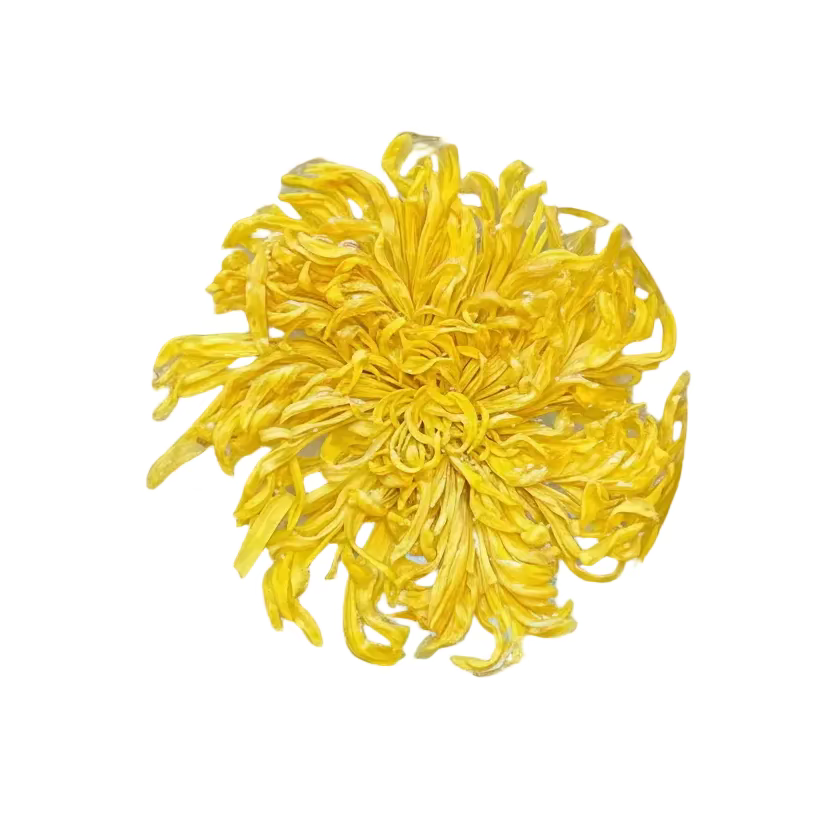 Golden Royal Chrysanthemum 金絲皇菊