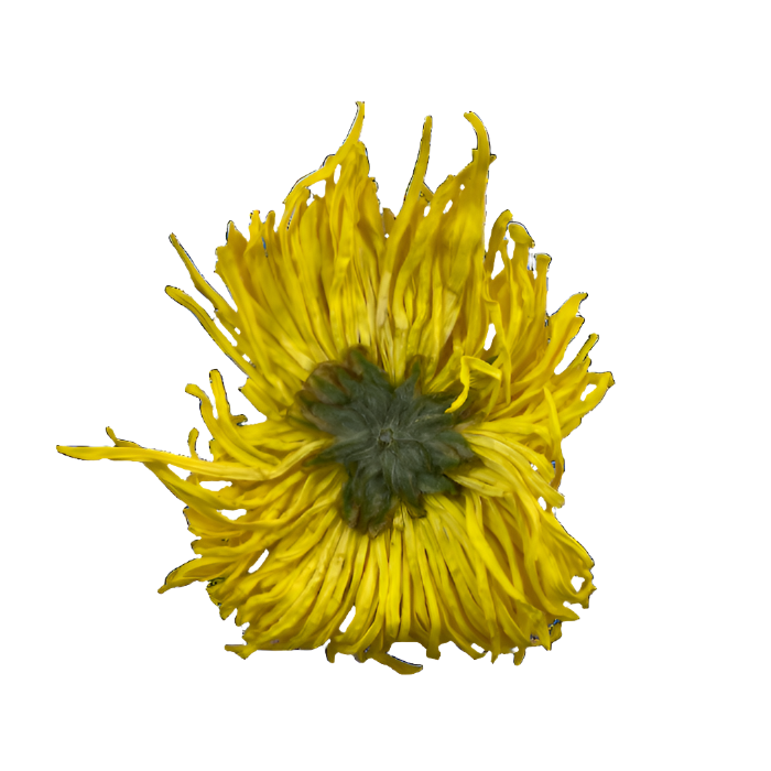 Golden Royal Chrysanthemum 金絲皇菊