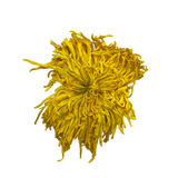 Golden Royal Chrysanthemum 金絲皇菊