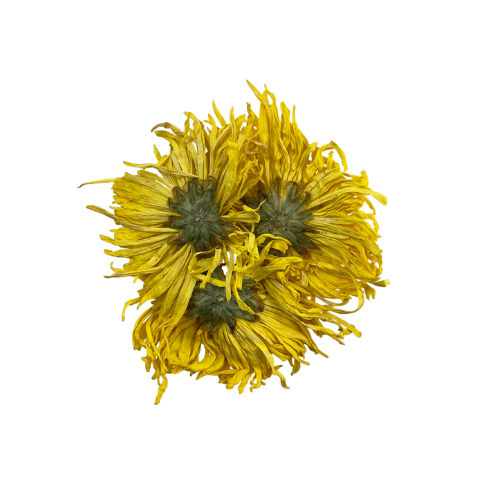 Golden Royal Chrysanthemum 金絲皇菊