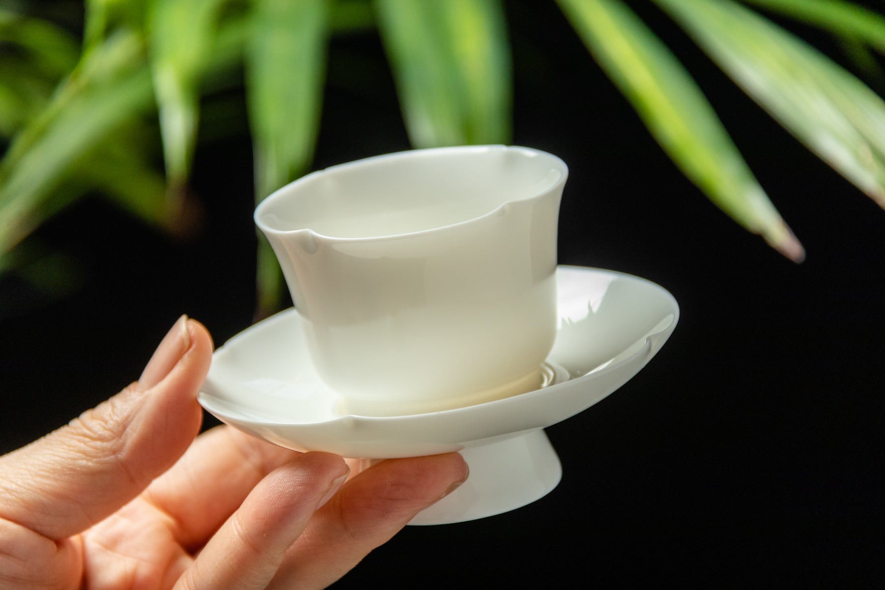 Begonia Master Cup Set